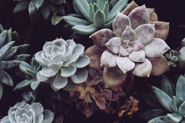 Foto van vetplanten
