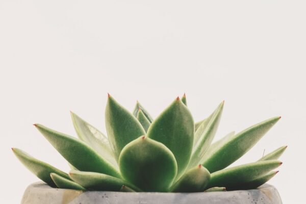 Groene vetplant