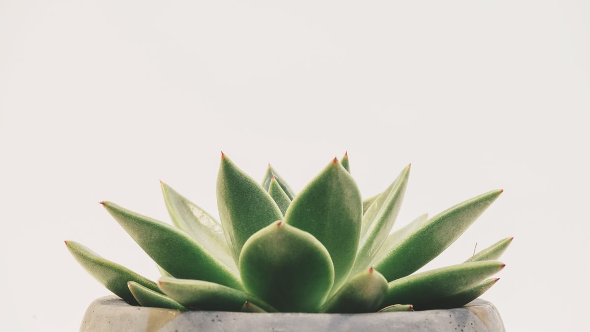Groene vetplant